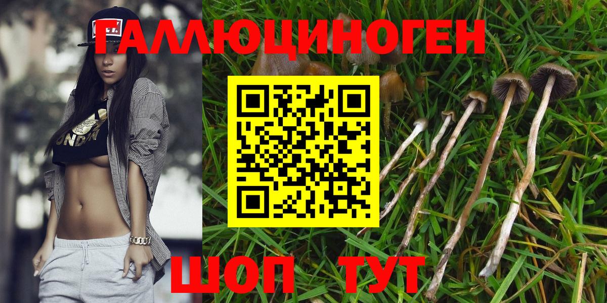 Котлас  Псилоцибиновые грибы мицелий  Вход с VPN 